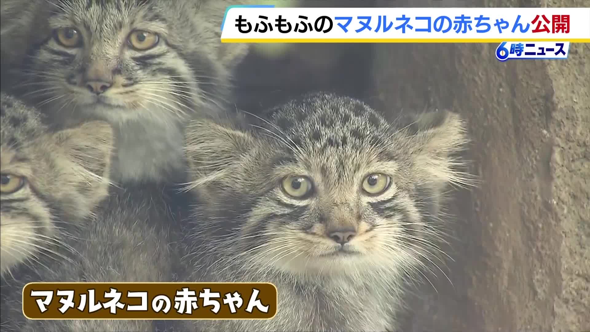 もふもふしていてかわいかった」マヌルネコの赤ちゃん一般公開はじまる