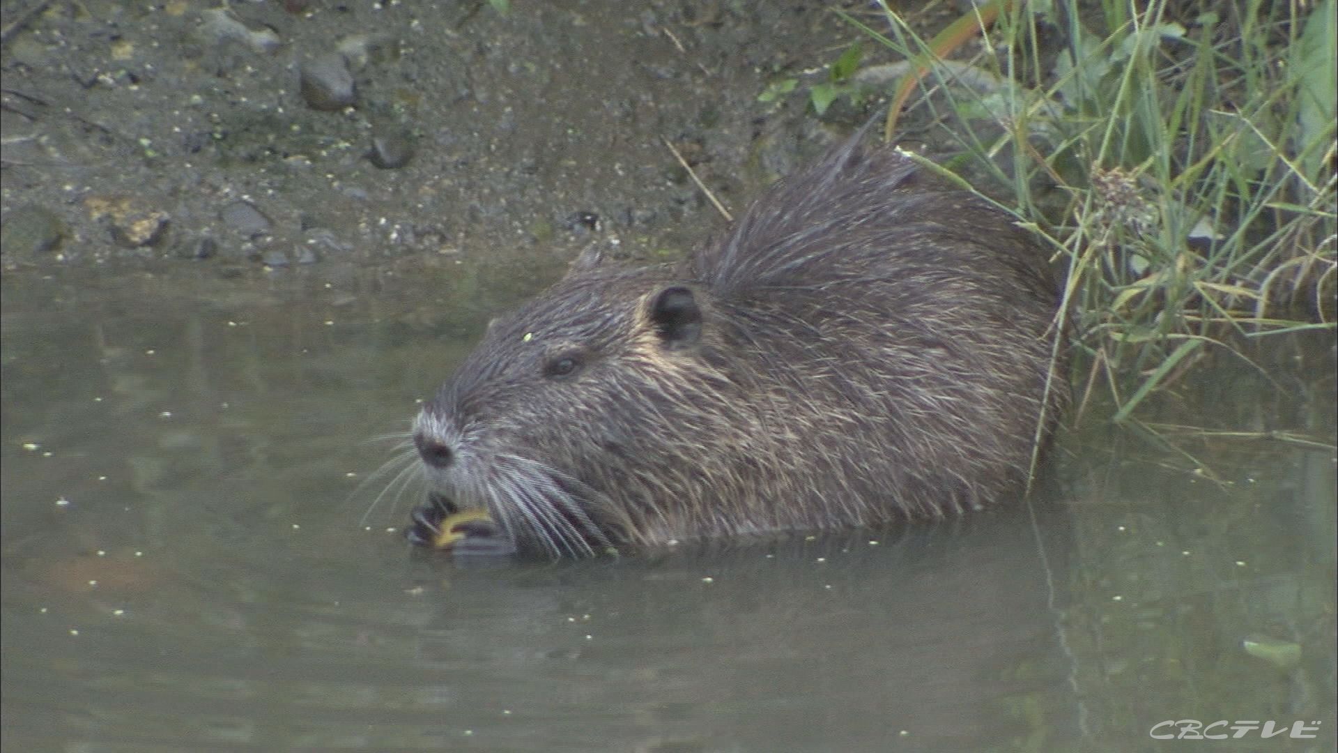 特定外来生物の ヌートリア を無許可で捕獲し 食べた 男を逮捕 動画サイトに投稿 Tbs News Dig 1ページ