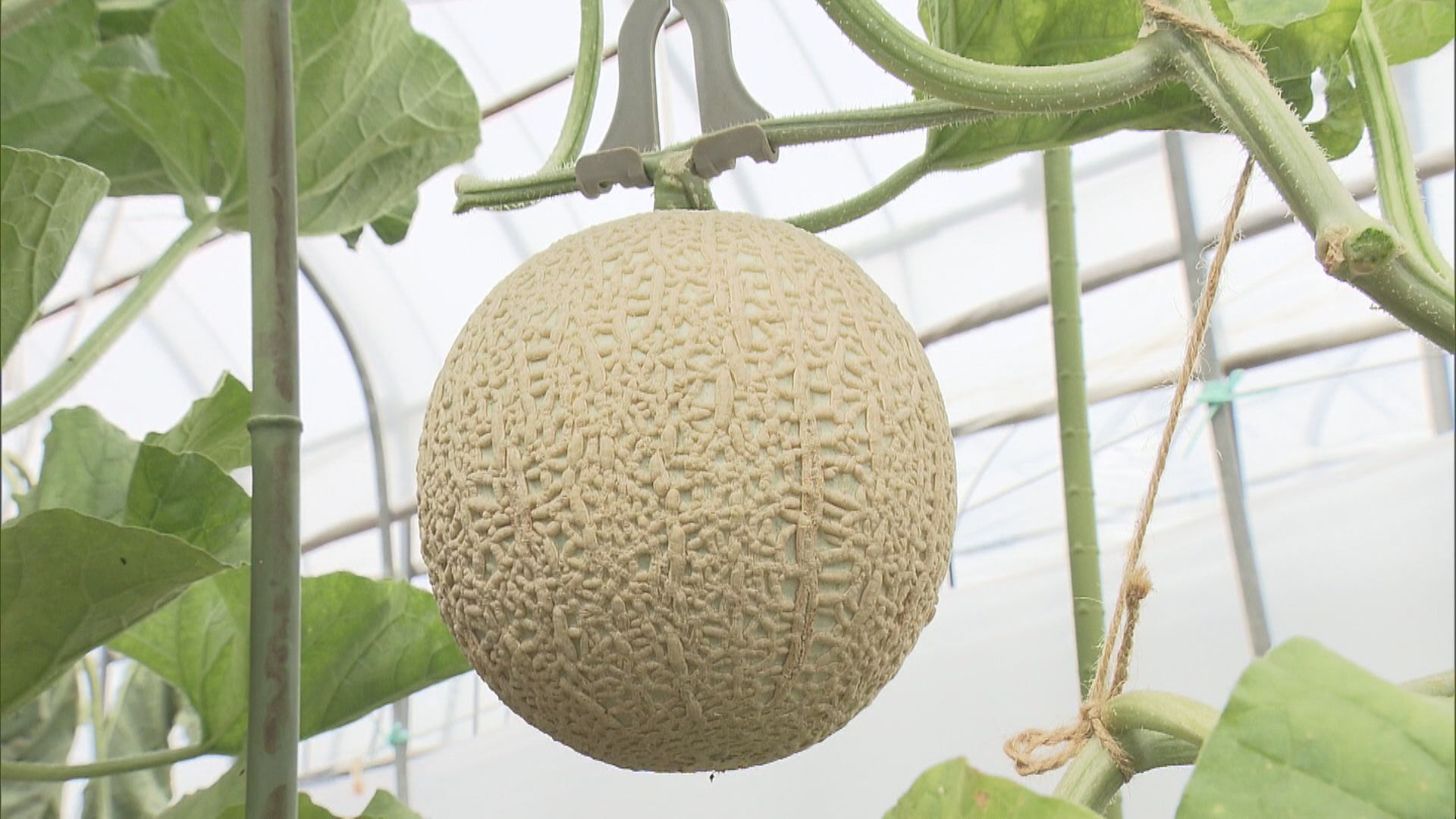 夏の味覚｢飛騨メロン｣の収穫始まる　コクのある上品な甘さが特長で贈り物としても人気　岐阜・高山市