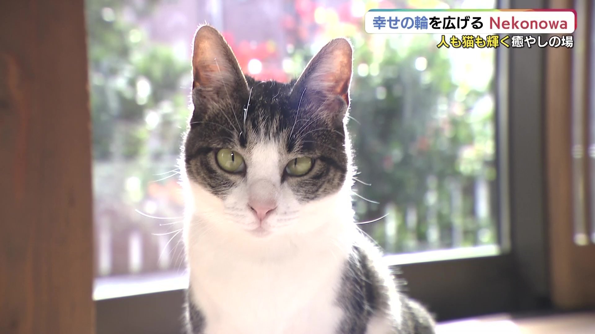 多くの人と猫を幸せに「Nekonowa」保護猫カフェ＋障害者の就業