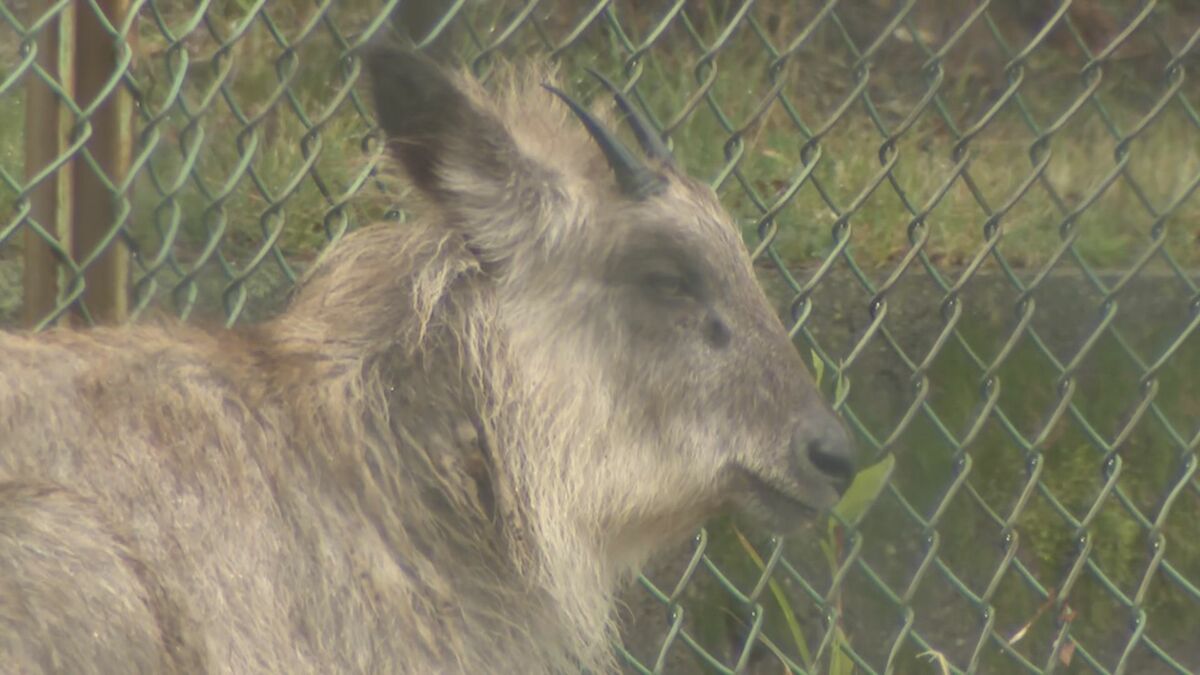 ｢自力で山に戻るのは難しい｣ 住宅街に出没のニホンカモシカ 公園に留まる 捕獲に向けて協議 名古屋