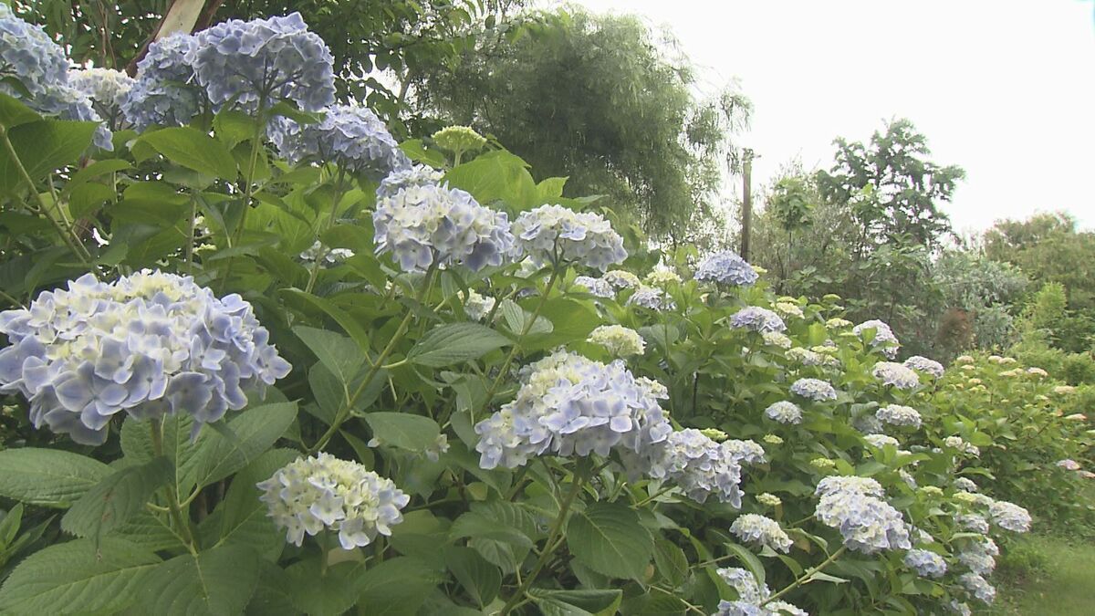 大分県を含む九州北部が梅雨入り　「アジサイ」3000株が見頃　日出町「おおがファーム」