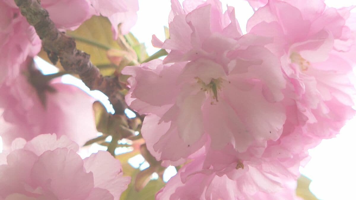 「ダイナミックな感じ」ボタンザクラ見ごろ　大分・豊後大野市