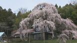 【映像】横田陣屋の御殿桜 福島・須賀川市【カメラめせん㉕】|TBS NEWS DIG