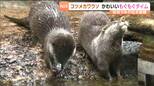 サクラの花びらに突進？コツメカワウソの特別なもぐもぐタイム！|TBS NEWS DIG