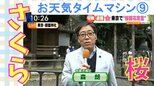 今年の桜はいつ開花?標本木と開花宣言のお話【お天気タイムマシン】|TBS NEWS DIG