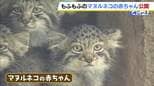 「もふもふしていてかわいかった」マヌルネコの赤ちゃん一般公開はじまる　“世界最古のネコ”はやんちゃ盛り　追いかけっこする姿も　神戸どうぶつ王国|TBS NEWS DIG