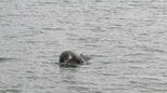 漁港に小型のクジラのような姿　情報を聞いた記者が現地に行くと・・・　これは何クジラですか？　岩手・釜石市　|　IBC NEWS | IBC岩手放送