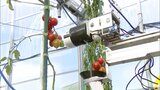 学生が開発したロボットでトマトを収穫する速さなどを競う「トマトロボット競技会」今年で11回目 北九州市 | 福岡のニュース|RKB NEWS|RKB毎日放送