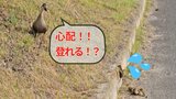 親ガモ・子ガモの「手に汗握る道路移動」カメラで追いつつ「何とかしてあげたいカモ…」こんな時どうすれば良い?日本野鳥の会に聞いてみると...【かわいさに胸キュンする画像つき】 |TBS NEWS DIG