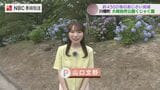 約4,500株のアジサイが初夏を彩る　長崎・川棚町の大崎自然公園くじゃく園　なぜ青が多い？【NBC山口文野アナ中継】|TBS NEWS DIG