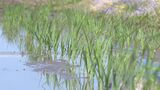 岩手県内の田植えの進捗率10%で平年並みのぺース 5月9日時点 県は5月25日までが田植え適期とし暖かい日を選んで行うよう指導|TBS NEWS DIG
