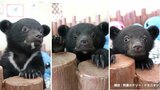 3頭ともバレンタインデー生まれの赤ちゃんグマ 見分け方は“あご”に注目! | 熊本のニュース|RKK NEWS|RKK熊本放送