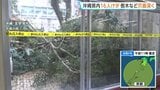 【台風6号】鉄骨がむき出しに…沖縄県内各地で倒木被害など相次ぐ 台風により16人けが 本島と周辺離島で1万戸あまり停電|TBS NEWS DIG