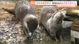 サクラの花びらに突進？コツメカワウソの特別なもぐもぐタイム！　|　宮城のニュース│tbc NEWS│tbc東北放送