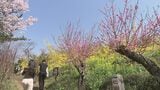 春の花見山観光客、去年より5000人減少 悪天候続き見頃短く 福島市 | 福島のニュース│TUF