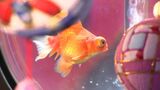 約1000匹の金魚を光や音楽で彩る「くらしき金魚ミュージアム」来場者が1万人突破【岡山】　|　岡山・香川のニュース | 天気 | RSK山陽放送