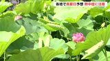 午前中に30℃超の所も「熱中症に注意」新潟県内は各地で真夏日予想　高田城址公園では例年より早くハス開花|TBS NEWS DIG