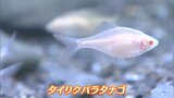 ウサギのような「赤い目に白いからだ」の魚? ピョンピョン跳ねる「ヨダレカケ」?? 水族館で干支の魚展【香川・宇多津町】 | 岡山・香川のニュース | 天気 | RSK山陽放送