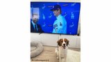 大谷翔平 SNSで「次の章へ」愛犬・デコピンも登場、アイコンもドジャースのユニホーム姿に|TBS NEWS DIG