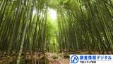 伐採された日本の竹100％で作る「竹紙」に込められた思いとは＜シリーズSDGsの実践者たち＞【調査情報デジタル】|TBS NEWS DIG