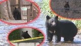 【いわてこの一年⑥】全国的にも被害が続いたクマのニュース 人的被害、緊急銃猟、警察によるクマ対応など 県内で相次いだクマ出没を振り返る 岩手|TBS NEWS DIG