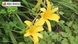 対馬にのみ自生する「ハクウンキスゲ」が見頃　|　長崎のニュース | 天気 | NBC長崎放送