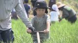 「食の大切さ学んで」子どもが“昭和初期”除草機を体験|TBS NEWS DIG