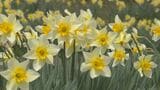 黄色と白の花が咲き誇る ラッパスイセン見ごろ 山口県萩市|TBS NEWS DIG