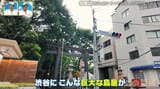 かつて東京 渋谷に“城”があった!? 原宿通は昔からある古道? 東京に残る「渋谷城」と「原宿村」の痕跡 道との遭遇 | 名古屋・愛知・岐阜・三重のニュース【CBC news】 | CBC web