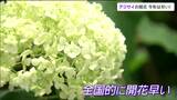 “今年は開花が早いアジサイ” 気象台の「アジサイ開花」発表の基準とは?|TBS NEWS DIG