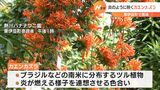 「満開でワクワク」炎のように咲き誇るカエンカズラ東伊豆町で見頃＝静岡県|TBS NEWS DIG