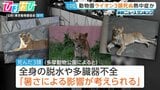 “熱中症の疑い”動物園ライオン3頭死ぬ 他3頭も治療中 スポットクーラーなど暑さ対策を強化【ひるおび】|TBS NEWS DIG