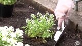 5000株の花の苗植え付け　専門学校生が公園に彩り　　|TBS NEWS DIG
