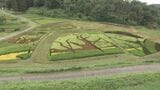 滝桜に三春だるま 三春町の田んぼアート見ごろ 福島 | 福島のニュース│TUF