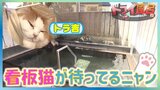 【動画配信中】“看板猫”の「トラ吉」と「ライ丸」がお出迎えしてくれる温泉はあっつ~い「熱の湯」だニャ!【青森の温泉・銭湯へドライ風呂30軒目】 | 青森のニュース│ATV NEWS│青森テレビ
