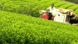 「天空の茶畑」で茶摘み最盛期 標高約300メートルに広がる絶景 映画「風の奏の君へ」のロケ地【岡山】|TBS NEWS DIG