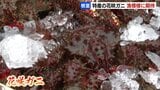 根室特産「花咲ガニ」漁解禁 2024年の不漁⇒水揚げ量増える 1杯1500円~6000円 | 北海道のニュース|HBC北海道放送