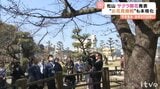松山のサクラ開花 去年より1日早く例年と同日  “お花見商戦"も本格化 愛媛|TBS NEWS DIG