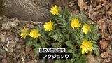 春の訪れ告げるフクジュソウ 国内自生地の南限・諸塚村で見ごろ | MRTニュース | MRT宮崎放送
