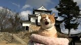 備中松山城の猫城主「さんじゅーろー」が初詣「ニャーオ」今年の賑わいを祈願【岡山】|TBS NEWS DIG
