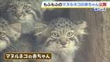 「もふもふしていてかわいかった」マヌルネコの赤ちゃん一般公開はじまる　“世界最古のネコ”はやんちゃ盛り　追いかけっこする姿も　神戸どうぶつ王国　|　MBSニュース | 関西の最新ニュースを分かりやすく。