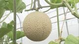 夏の味覚「飛騨メロン」の収穫始まる コクのある上品な甘さが特長で贈り物としても人気 岐阜・高山市 | 名古屋・愛知・岐阜・三重のニュース【CBC news】 | CBC web