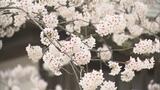 【速報】弘前公園のサクラ 開花は『4月16日』と予想 2025年1回目の開花予想発表 青森県弘前市 | 青森のニュース│ATV NEWS│青森テレビ