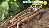 農家２年目の女性が育てる “幻のゴボウ”　猛暑に苦戦しながら加工品にも挑戦　|　RCC NEWS | 広島ニュース | RCC中国放送