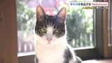 多くの人と猫を幸せに「Nekonowa」保護猫カフェ+障害者の就業支援 元市職員の挑戦|TBS NEWS DIG