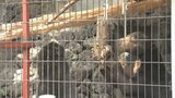 遊亀公園附属動物園に子どもが作った動物の遊具を設置|TBS NEWS DIG