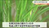 気温上昇で順調に イネの成育 平年並みまで回復|TBS NEWS DIG