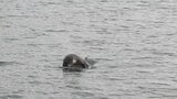 漁港に小型のクジラのような姿　情報を聞いた記者が現地に行くと・・・　これは何クジラですか？　岩手・釜石市　|　IBC NEWS | IBC岩手放送