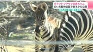 グラントシマウマの赤ちゃん14日から公開・愛称も募集　のいち動物公園　|　高知のニュース・天気｜KUTV NEWS | KUTVテレビ高知
